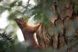 a squirrel climbing up the side of a tree