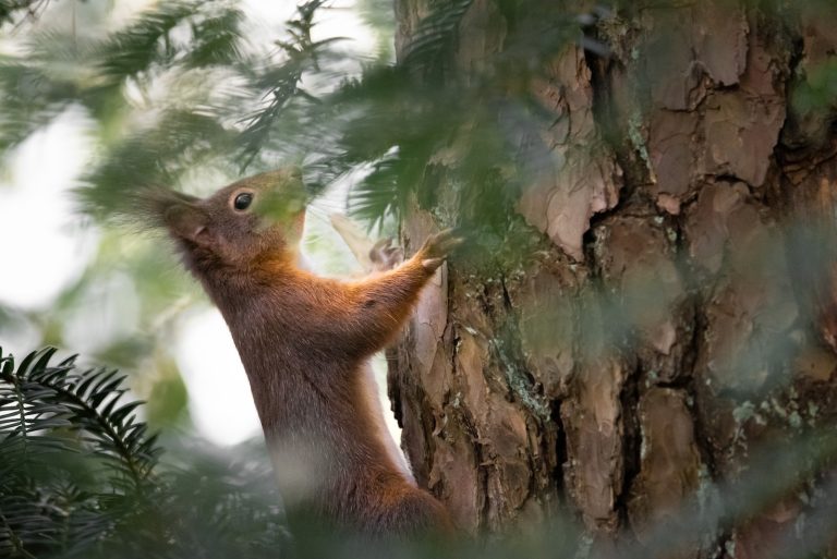 a squirrel climbing up the side of a tree