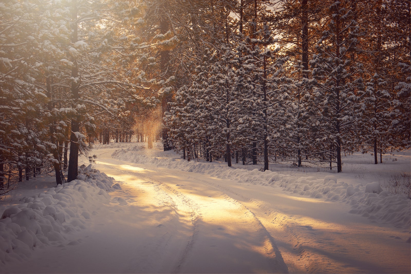 snow covered road between trees during daytime