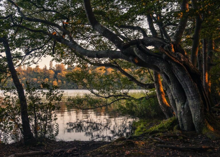 brown trees near body of water during daytime