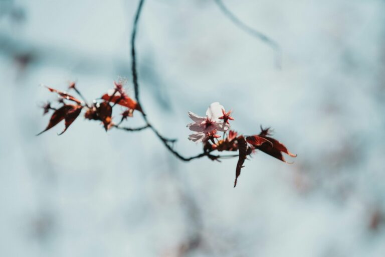 white and red flower in tilt shift lens