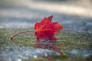 vibrant red maple leaf on wet pavement