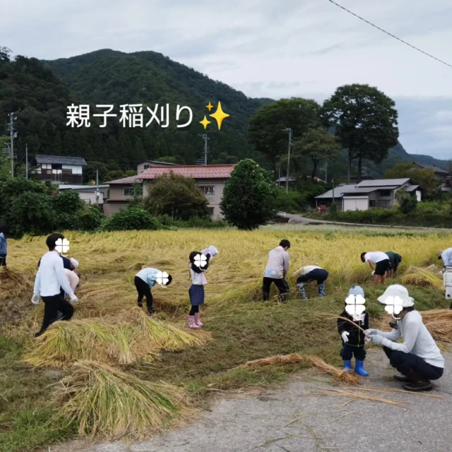 生徒が1週間ごとに持ち回りでインスタ記事を書くチャレンジをしてます！ 
写真も生徒撮影です。お楽しみくださーい❤️

🍀🍀🍀🍀🍀

【今週の活動】
🌱月曜日は稲刈り日のお昼ごはんのカレーを作りました🍛カレーの量が多かったので腕が痛かったです。でも美味しかったです。

🌱火曜日は稲刈りをしました。稲を刈ったあとは稲を干しました。意外と涼しくて稲刈りしやすかったです。稲刈りが終わったあとは月曜に作ったカレーを食べました。

🌱木曜日と金曜日は龍國寺で三寺祭りの準備を手伝って来ました。階段の落ち葉を掃きそうじしたり室内の家具？を動かしたりしました。綺麗になってよかったです！お昼にはお味噌汁を出してくれました。すごい美味しかったです♡

#フリースクール #自然学校 #自然の中で学ぶ #不登校 #楽しい学校 #教育 #学校教育 #石川県フリースクール #金沢市フリースクール #石川県 #金沢 #白山市 #里山の暮らし #稲刈り #手刈り #親子稲刈り #お寺ボランティア #龍國寺 #三寺祭り
